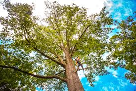 Best Palm Tree Trimming  in Minturn, CO