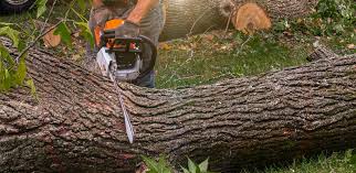 How Our Tree Care Process Works  in  Minturn, CO