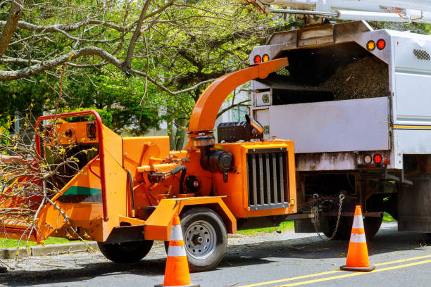 Trusted Minturn, CO Tree Removal Experts